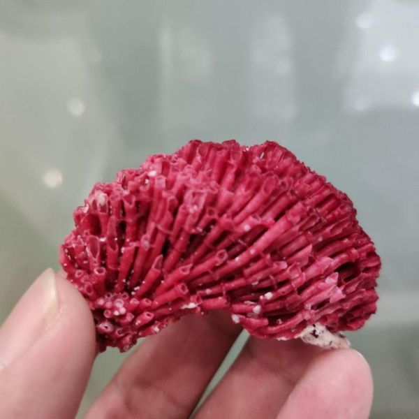 decorative objects & figurines 100% natural red coral aquarium decor fish tank decoration landscaping ornaments home
decorative objects & figurines 100% natural red coral aquarium decor fish tank decoration landscaping ornaments home