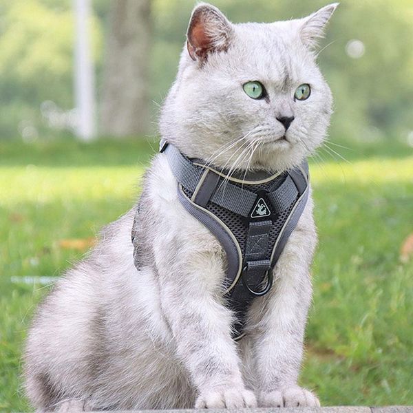 dog collars & leashes vest-style harness leash walking big medium small soft luminous polyester breathable chest strap collar cat pet suppli
dog collars & leashes vest-style harness leash walking big medium small soft luminous polyester breathable chest strap collar cat pet suppli