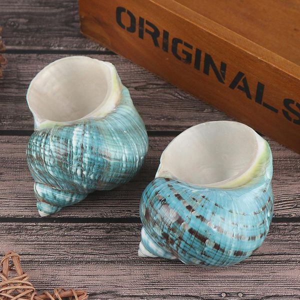 novelty items natural shell sea conch snail fish tank aquarium decorations micro-landscape succulent flower pot roll shellfish breeding
novelty items natural shell sea conch snail fish tank aquarium decorations micro-landscape succulent flower pot roll shellfish breeding