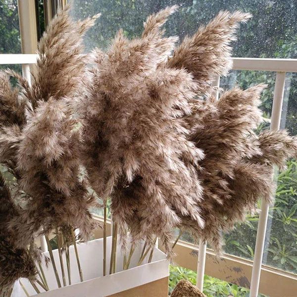 dried flower natural pampas grass reed plants home decor wedding flower bouquet natural phragmites bunch materials feather grass
dried flower natural pampas grass reed plants home decor wedding flower bouquet natural phragmites bunch materials feather grass