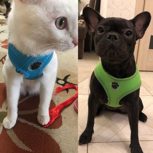 dog collars & leashes pet puppy collar chest strap love rubber adjustable soft breathable cat control harness nylon mesh vest
dog collars & leashes pet puppy collar chest strap love rubber adjustable soft breathable cat control harness nylon mesh vest
