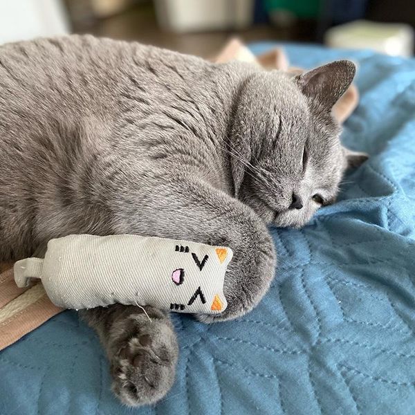 cat toys 5 colors cute interactive plush toy teeth grinding catnip pet kitten chewing mint game playing pillow thumb
cat toys 5 colors cute interactive plush toy teeth grinding catnip pet kitten chewing mint game playing pillow thumb