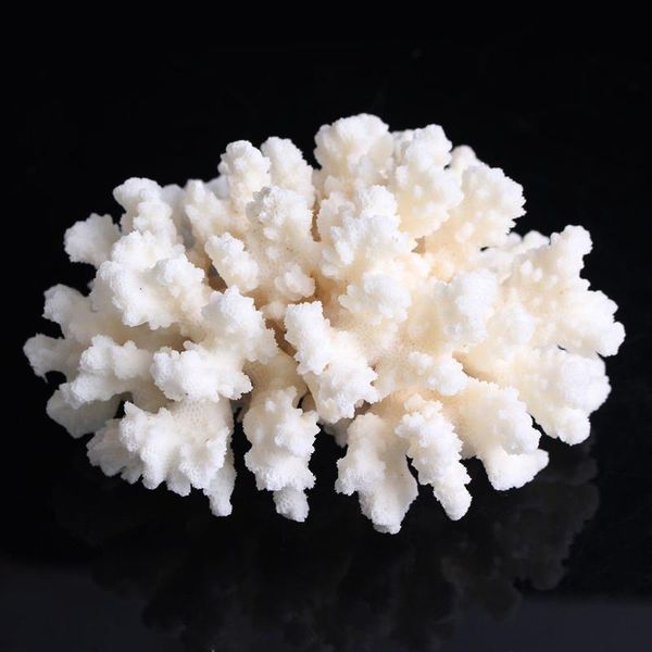decorative objects & figurines 1pc natural white coral beautiful specimen collection artwork home aquarium decoration ornamenta
decorative objects & figurines 1pc natural white coral beautiful specimen collection artwork home aquarium decoration ornamenta