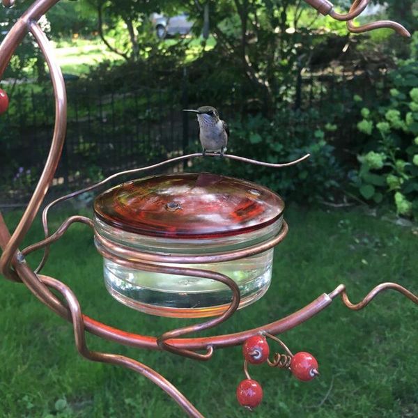 other bird supplies courtyard hanging feeder red berries hummingbird metal bracket cage pet feeding accessories 2021
other bird supplies courtyard hanging feeder red berries hummingbird metal bracket cage pet feeding accessories 2021