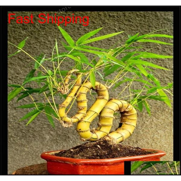 30pcs of lucky bamboo plants bonsai good luck plants vitality tenacious balcony living room jllcqo ffshop2001
30pcs of lucky bamboo plants bonsai good luck plants vitality tenacious balcony living room jllcqo ffshop2001