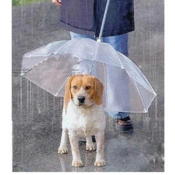dog apparel transparent umbrella with leash for outdoor pet small dogs puppy raincoat
dog apparel transparent umbrella with leash for outdoor pet small dogs puppy raincoat