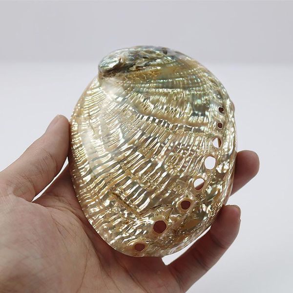 novelty items 2pcs natural abalone shell eashells home aquarium landscape diy nautical decor soap holder craft collectable jewelry
novelty items 2pcs natural abalone shell eashells home aquarium landscape diy nautical decor soap holder craft collectable jewelry