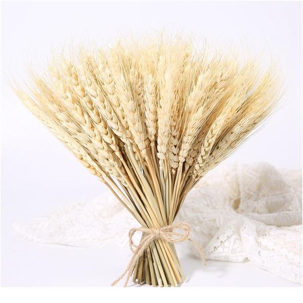 23cm real wheat ear flower natural dried flowers for wedding party diy table decor craft scrapbook home decor wheat jlljeg
23cm real wheat ear flower natural dried flowers for wedding party diy table decor craft scrapbook home decor wheat jlljeg