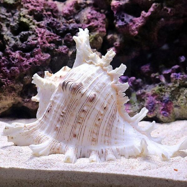 decorations 10~12cm natural large conch shell kirin snail snails sea of thousands aquarium ornaments hand decoration t6v7
decorations 10~12cm natural large conch shell kirin snail snails sea of thousands aquarium ornaments hand decoration t6v7