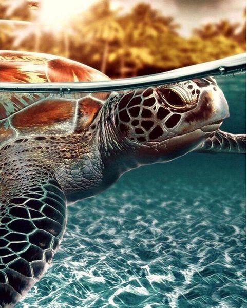 diamond painting full square/round drill tortoise turtle 5d daimond embroidery cross stitch mosaic crystal pic z1727
diamond painting full square/round drill tortoise turtle 5d daimond embroidery cross stitch mosaic crystal pic z1727