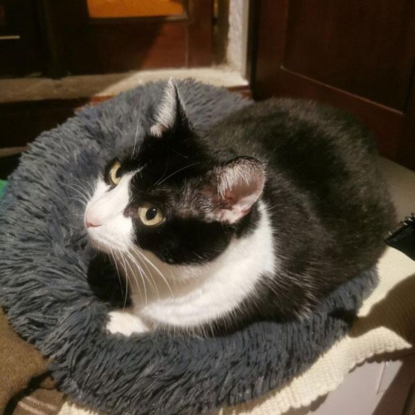 kennels & pens 40cm-80cm dog long plush basket beds calming bed accessories pet kennel super soft fluffy comfortable for large / cat house
kennels & pens 40cm-80cm dog long plush basket beds calming bed accessories pet kennel super soft fluffy comfortable for large / cat house