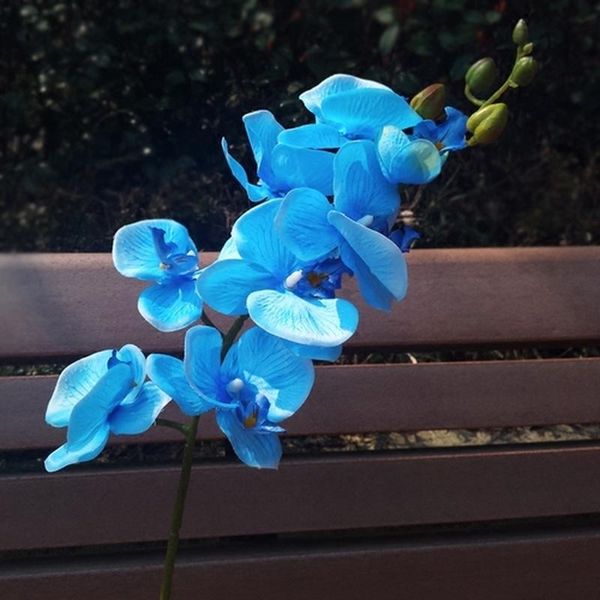 70cm artificial flower blue butterfly orchid silk phalaenopsis for wedding christams home decoration garden potted fake plants
70cm artificial flower blue butterfly orchid silk phalaenopsis for wedding christams home decoration garden potted fake plants