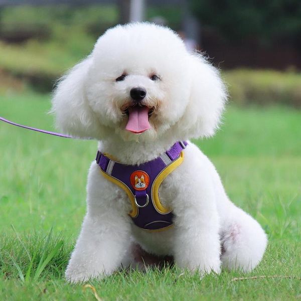 dog collars & leashes useful lead leash supplies compact comfortable pet harness vest walking collar 1 set
dog collars & leashes useful lead leash supplies compact comfortable pet harness vest walking collar 1 set