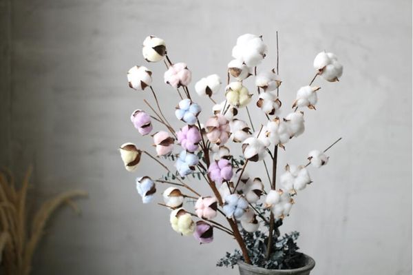 20 heads preserved cotton flower with stems for wedding party holiday birthday gift favor home office l decoration
20 heads preserved cotton flower with stems for wedding party holiday birthday gift favor home office l decoration