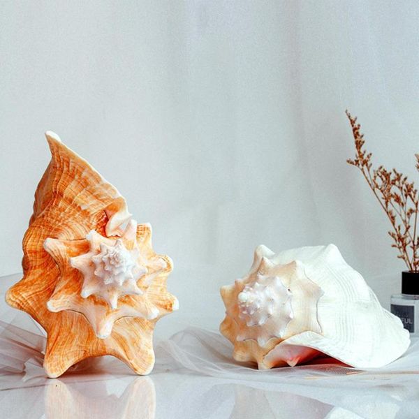 novelty items natural conch shell carmine queen phoenix snail landscape aquarium decoration props home display crafts sea decor 18-22cm
novelty items natural conch shell carmine queen phoenix snail landscape aquarium decoration props home display crafts sea decor 18-22cm