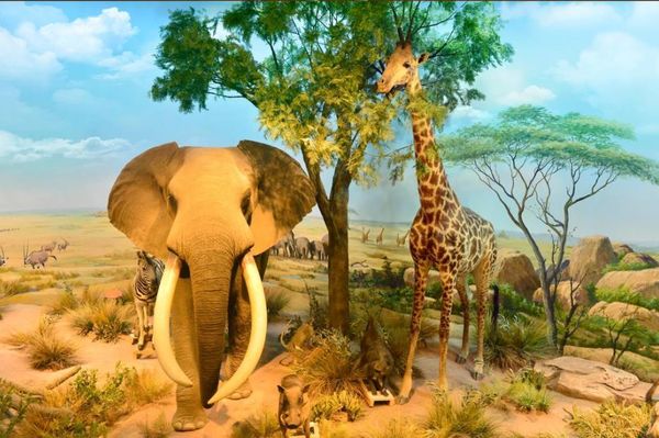 wallpapers beautiful scenery elephant landscape painting outdoor background wall 
wallpapers beautiful scenery elephant landscape painting outdoor background wall