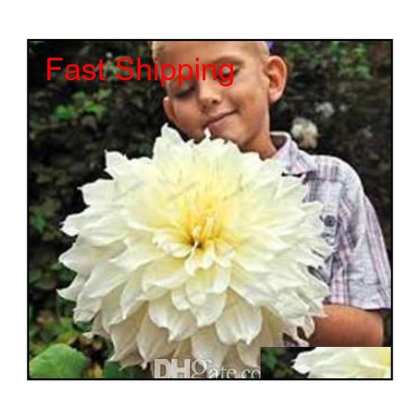 50 pcs multicolor dahlia seeds, dahlia flower, bonsai flower for home garden plant pot high s qylprj homes2011
50 pcs multicolor dahlia seeds, dahlia flower, bonsai flower for home garden plant pot high s qylprj homes2011