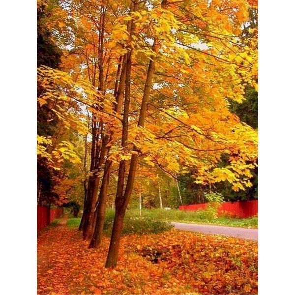 paintings gatyztory autumn woods diy painting by numbers landscape handpainted artwork wall decor frame canvas colouring
paintings gatyztory autumn woods diy painting by numbers landscape handpainted artwork wall decor frame canvas colouring