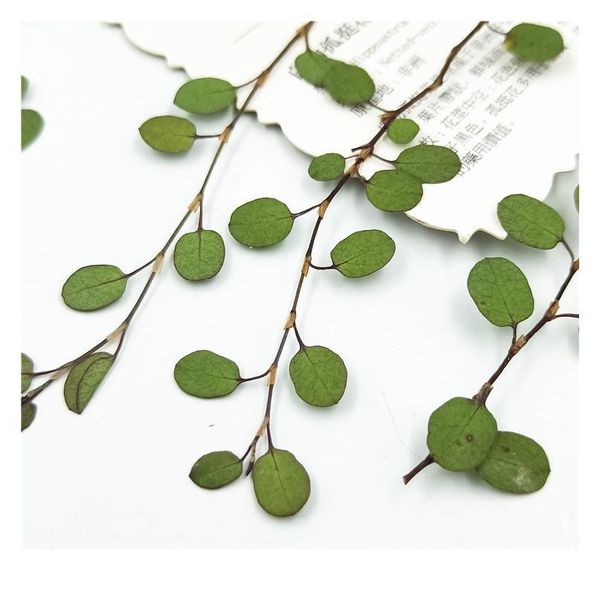 16pcs/6-9cm,natural pressed flowers with branches,diy wedding invitation craft gift bookmark decoration,scented candle decor qylfqy
16pcs/6-9cm,natural pressed flowers with branches,diy wedding invitation craft gift bookmark decoration,scented candle decor qylfqy