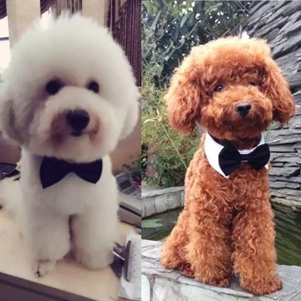 dog collar bow tie pet solid color cat cotton puppy neck strap formal necktie for household animal dogs decoration
dog collar bow tie pet solid color cat cotton puppy neck strap formal necktie for household animal dogs decoration