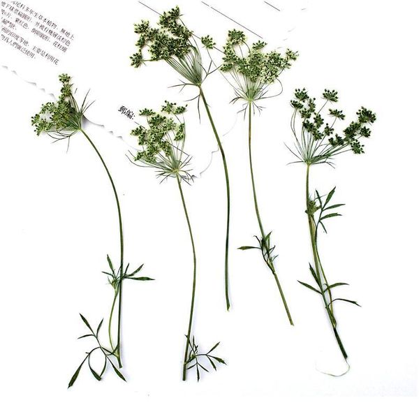 16pcs/6-9cm,pressed natural lace flowers with stem,real leaves diy wedding invitation art bookmark gift card,scented jllqdf
16pcs/6-9cm,pressed natural lace flowers with stem,real leaves diy wedding invitation art bookmark gift card,scented jllqdf