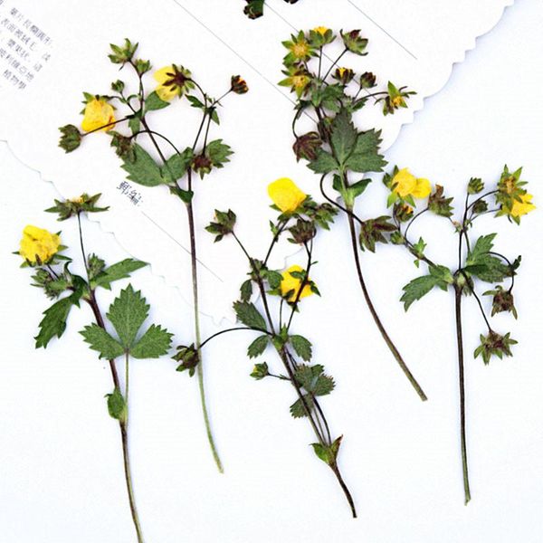 decorative flowers & wreaths 2021 strawberry flower dried pressed for diy decoration 1 lot/80pcs ent
decorative flowers & wreaths 2021 strawberry flower dried pressed for diy decoration 1 lot/80pcs ent