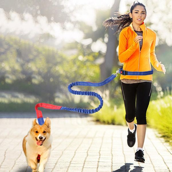 leash for dog belt dog collar and leash set collars hands elastic out door pet accessories jogging lead adjustable
leash for dog belt dog collar and leash set collars hands elastic out door pet accessories jogging lead adjustable