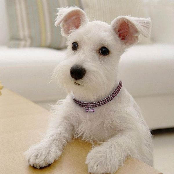 cat collars & leads crystal dog collar diamond puppy pet shiny full rhinestone necklace for little dogs supplies #w
cat collars & leads crystal dog collar diamond puppy pet shiny full rhinestone necklace for little dogs supplies #w