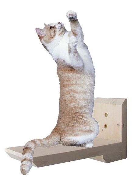 cat toys wall-mounted climbing ladder wood stairs pet furniture kitten wall shelf set jumping board diy tree
cat toys wall-mounted climbing ladder wood stairs pet furniture kitten wall shelf set jumping board diy tree