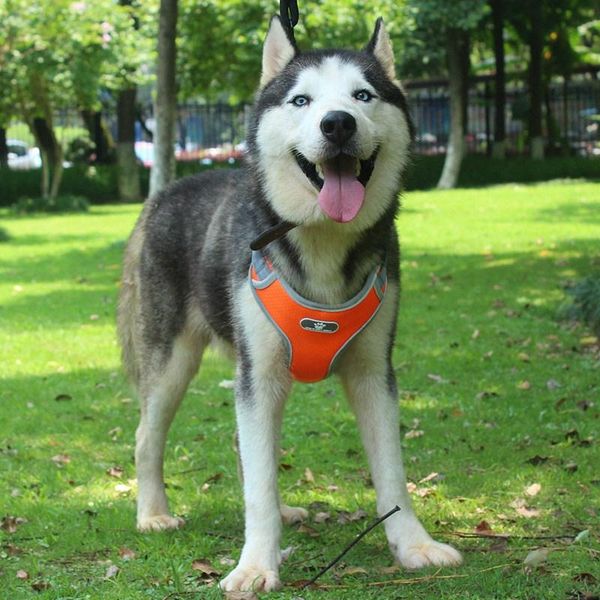 dog collars & leashes chest velvet harness strap oxford neoprene padded adjustable all medium large size dogs night walk reflective quick re
dog collars & leashes chest velvet harness strap oxford neoprene padded adjustable all medium large size dogs night walk reflective quick re