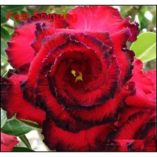 selling bonsai adenium obesum seeds balcony flowers seeds 2 pcs rainbow desert rose seeds for home g qylawv homes2011
selling bonsai adenium obesum seeds balcony flowers seeds 2 pcs rainbow desert rose seeds for home g qylawv homes2011