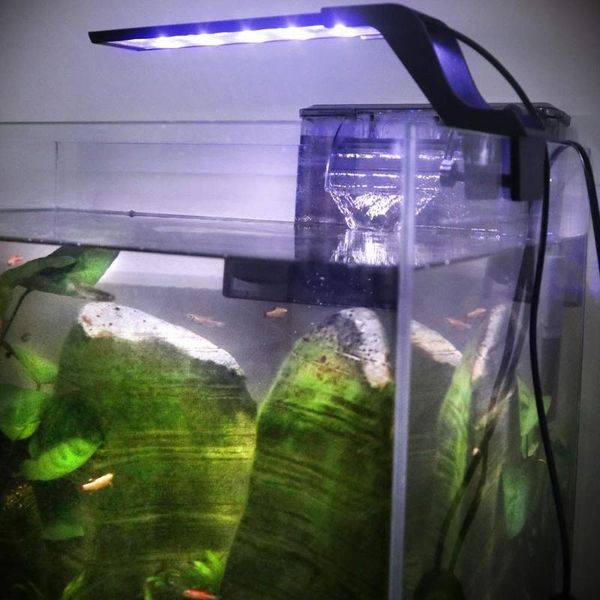 aquariums lighting led aquarium light clip on fish tank with extendable bracket white and blue leds lamp
aquariums lighting led aquarium light clip on fish tank with extendable bracket white and blue leds lamp