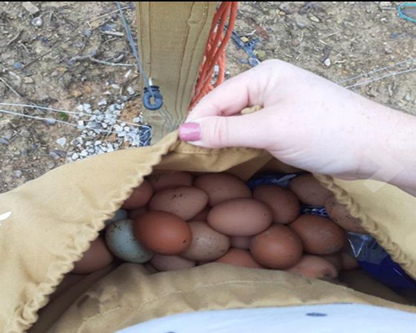 storage bags outdoor foraging bag vegetable garden orchard picking fruit waist hanging tool jungle berry
storage bags outdoor foraging bag vegetable garden orchard picking fruit waist hanging tool jungle berry