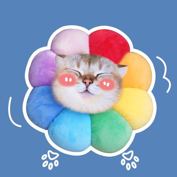 cat collars & leads pet sun flowers collar for small dogs elizabeth circle cats adjustable anti-scratch anti-lick kitten sterilization chihu
cat collars & leads pet sun flowers collar for small dogs elizabeth circle cats adjustable anti-scratch anti-lick kitten sterilization chihu