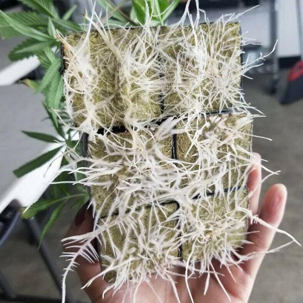 planters & pots 50pcs soilles plantin soilless sponge planting grow grodan starter cubes rockwool media spread cloning rock wool
planters & pots 50pcs soilles plantin soilless sponge planting grow grodan starter cubes rockwool media spread cloning rock wool