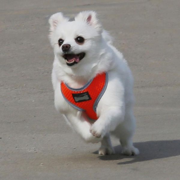 dog collars & leashes pet collar harness leash perro reflective arnes supplies szelki dla psa smycz collier chien correa perros large puppy
dog collars & leashes pet collar harness leash perro reflective arnes supplies szelki dla psa smycz collier chien correa perros large puppy
