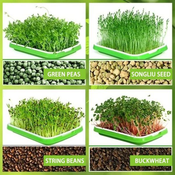 planters & pots 2 layer hydroponic tray for begginers microgreens sprouts paper33cm x 26cm 5cm brand
planters & pots 2 layer hydroponic tray for begginers microgreens sprouts paper33cm x 26cm 5cm brand