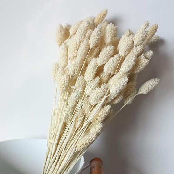 decorative flowers & wreaths 1 bunch of 20 white diy gem grass dried flower bouquet arrangement home wedding decor natural romantice real et
decorative flowers & wreaths 1 bunch of 20 white diy gem grass dried flower bouquet arrangement home wedding decor natural romantice real et