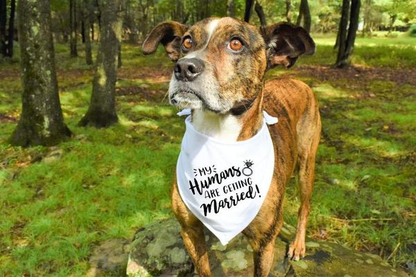 dog apparel pet saliva towel wedding season scarf washable bib turban bow tie collar puppy cat small medium big
dog apparel pet saliva towel wedding season scarf washable bib turban bow tie collar puppy cat small medium big