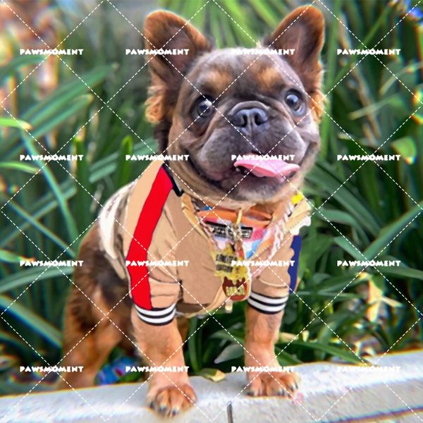 French Budog Autumn Jacket Red Bue Striped Pet Dog Cothes for Sma Dogs Cothing Chihuahua Coat Dog Accessories PC1426
French Budog Autumn Jacket Red Bue Striped Pet Dog Cothes for Sma Dogs Cothing Chihuahua Coat Dog Accessories PC1426