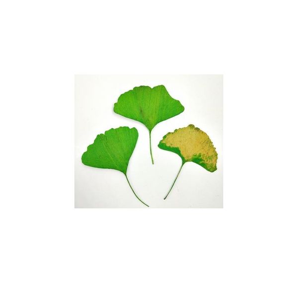 20pcs,natural pressed ginkgo leaves,eternal real leaves for diy wedding invitation art bookmark gift card,scented candl qylhsn
20pcs,natural pressed ginkgo leaves,eternal real leaves for diy wedding invitation art bookmark gift card,scented candl qylhsn