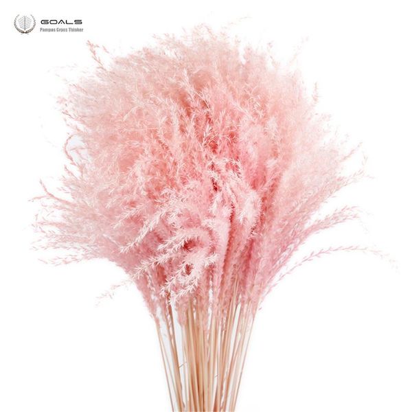 decorative flowers & wreaths 2021 special offer direct selling 20pcs natural light pink wedding pampas bunch valentines day gift bouquets dr
decorative flowers & wreaths 2021 special offer direct selling 20pcs natural light pink wedding pampas bunch valentines day gift bouquets dr