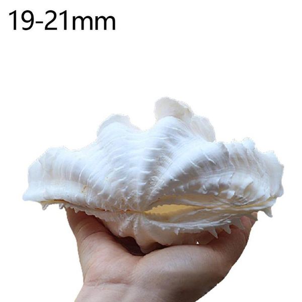 novelty items large conch sea shell dragon scale melaleuca lotus couple fish tank landscaping potted home decoration
novelty items large conch sea shell dragon scale melaleuca lotus couple fish tank landscaping potted home decoration