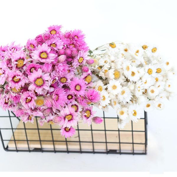decorative flowers & wreaths daisy natural dried bouquet decoration party supplies props for po plants artificial wholesale
decorative flowers & wreaths daisy natural dried bouquet decoration party supplies props for po plants artificial wholesale
