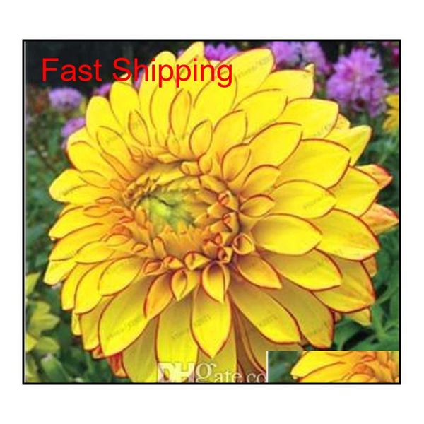 50 pcs multicolor dahlia seeds, dahlia flower, bonsai flower for home garden plant pot high s qylfvb homes2007
50 pcs multicolor dahlia seeds, dahlia flower, bonsai flower for home garden plant pot high s qylfvb homes2007