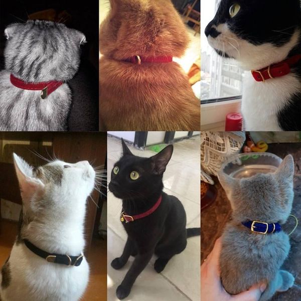 cat collars & leads puppy dog collar chihuahua products comfort kittens bell solid safety
cat collars & leads puppy dog collar chihuahua products comfort kittens bell solid safety