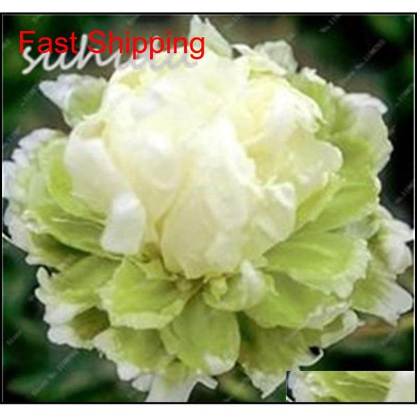 10 pcs/bag mixed color peony seeds chinese rose tree peony seeds beautiful decoration bonsai flower pl qylrkr new_dhbest
10 pcs/bag mixed color peony seeds chinese rose tree peony seeds beautiful decoration bonsai flower pl qylrkr new_dhbest