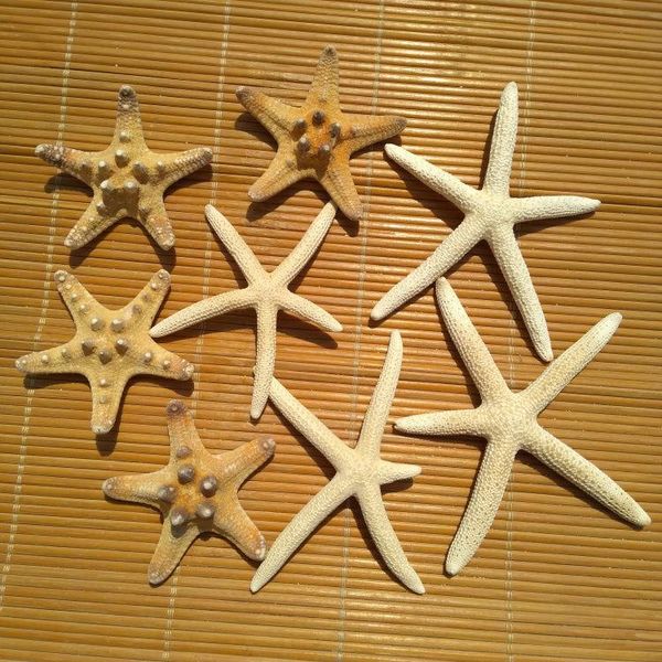 novelty items natural starfish windmill home window wedding decoration pography props creative children's gifts
novelty items natural starfish windmill home window wedding decoration pography props creative children's gifts