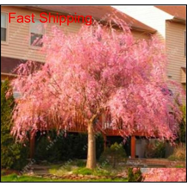 10 pcs mixed japanese bonsai sakura tree seeds weeping cherry tree diy home garden dwarf sakur jllsin bdesybag
10 pcs mixed japanese bonsai sakura tree seeds weeping cherry tree diy home garden dwarf sakur jllsin bdesybag