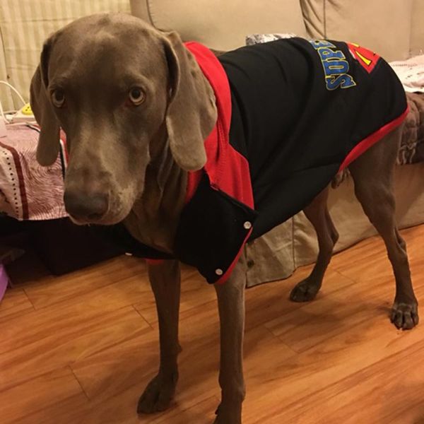 dog apparel winter puppy big hoodies coat warm pet clothes for small large dogs golden retriever chihuahua pitbull sweater pets clothing